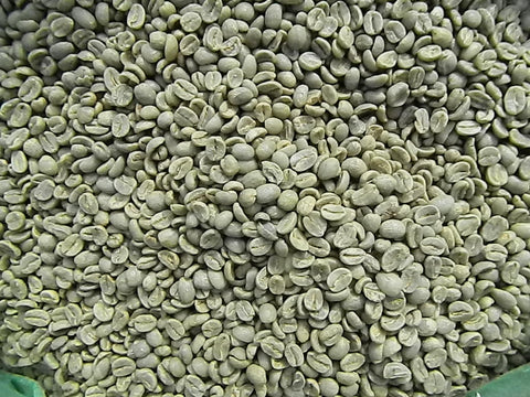 Zambia Yeast fermentation green coffee beans close