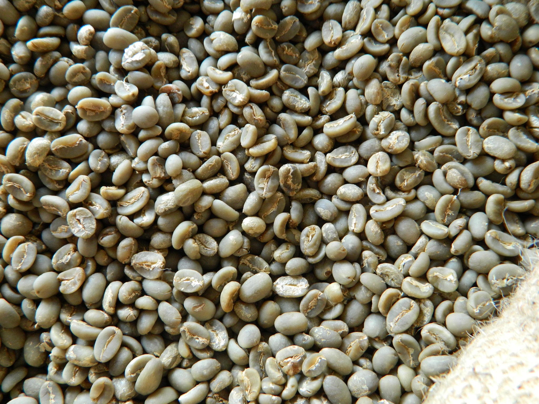 Arabica Coffee Beans 250g - Bali Buda