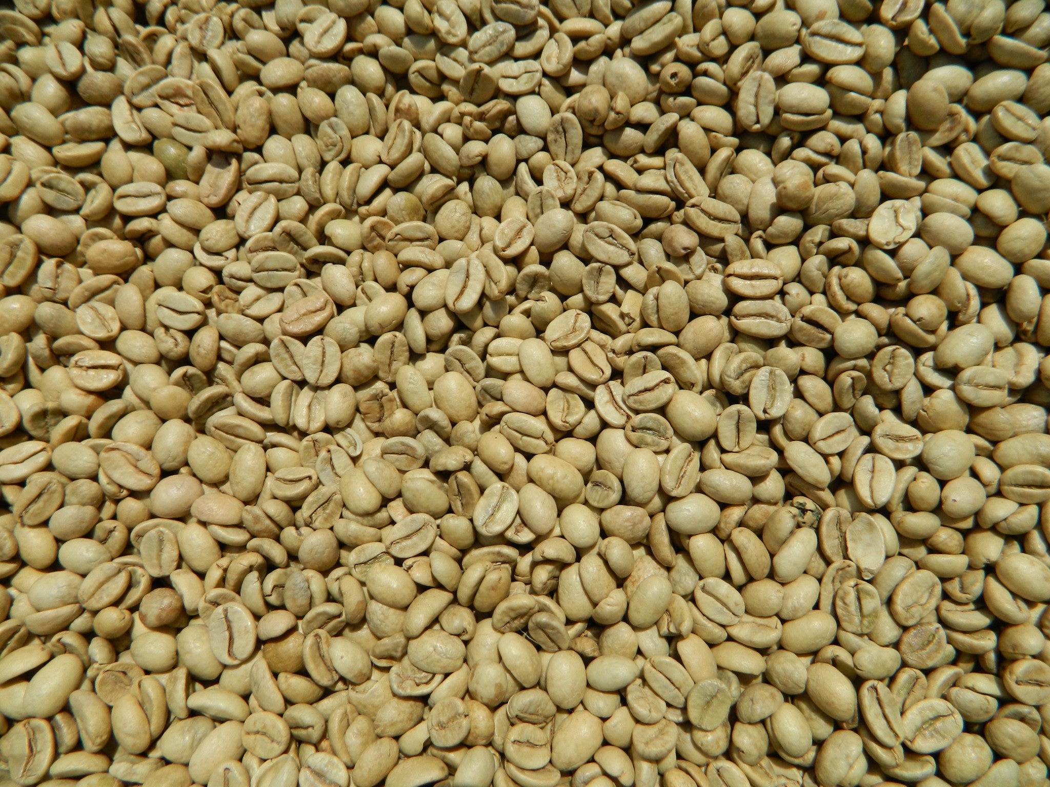 https://homeroastcoffee.com/cdn/shop/products/India_Monsoon_Malabar_AA_raw_coffee_beans_K.JPG?v=1469649783